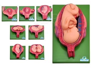 Desenvolvimento Embrionário em 8...