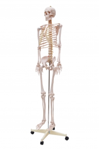 Esqueleto Humano Padrão de 1,70 cm C/...