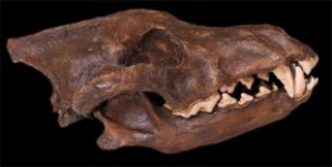 Canis dirus - Lobo do pleistoceno