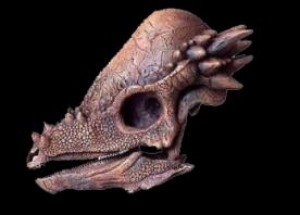 Crânio de Pachycephalosaurus