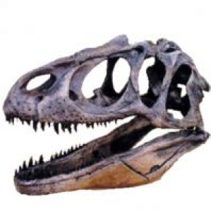 crânio de Alossauro (Allosaurus...