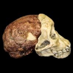 Australopithecus africanus, Taung Child