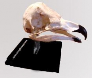 Crânio Ave de Rapina 2 (Tyto alba)