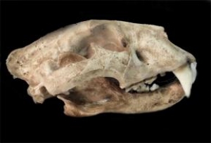 Crânio de Onça Pintada (Panthera onca)