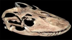 Crânio de Dragão de Komodo (Varanus...
