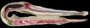 Anatomia Básica de Serpente Peçonhenta