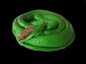 Cobra cipó (Philodryas olfersi)