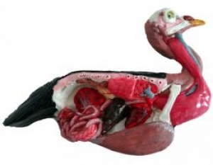 Anatomia interna básica de ave