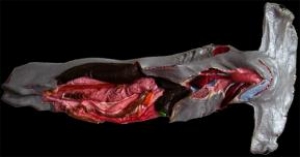 Anatomia Básica de Peixe Cartilaginoso