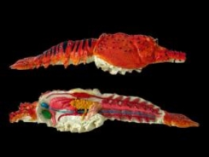 Anatomia Básica de Crustáceo