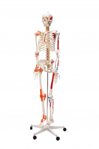 Esqueleto Humano Padrão de 1.70 cm C/...