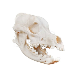Crânio Natural de Cachorro (Canis...