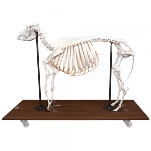 Esqueleto Natural Articulado de Vaca...