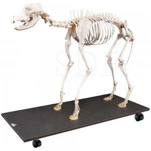 Esqueleto Natural de Cachorro...