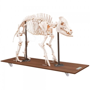 Esqueleto Natural de Porco Articulado...