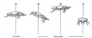 Alfinete Entomológico  0- 40x0.35- 100...
