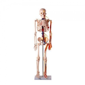 Esqueleto de 85 cm, com Nervos e Vasos...