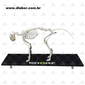 Esqueleto Natural de Gato Articulado...